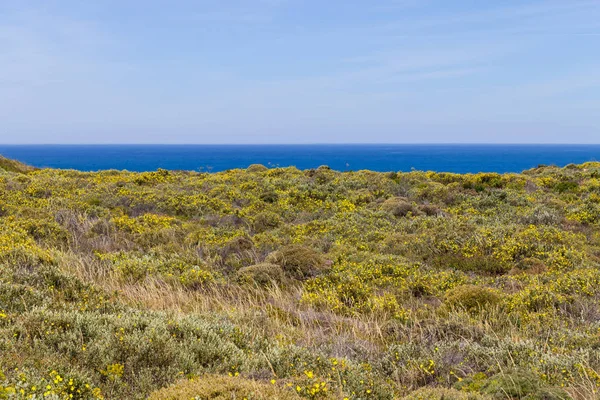 Çiçek ve bitki örtüsü Almograve Beach'te