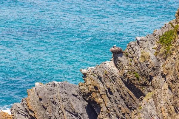 Лелека гніздо над скелі на пляж, Cabo Sardao — стокове фото