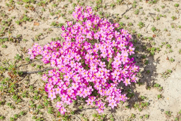 在 Zambujeira 花 Mar 海滩 — 图库照片