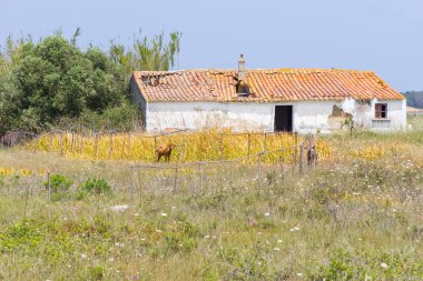 Eski çiftlik ve Aljezur alanında