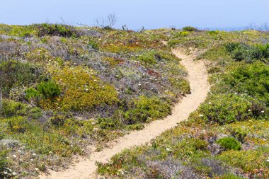İz, kum ve Arrifana bitki örtüsü