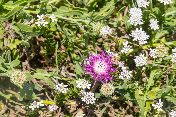 在小道的紫花, 阿尔耶祖尔 — 图库照片