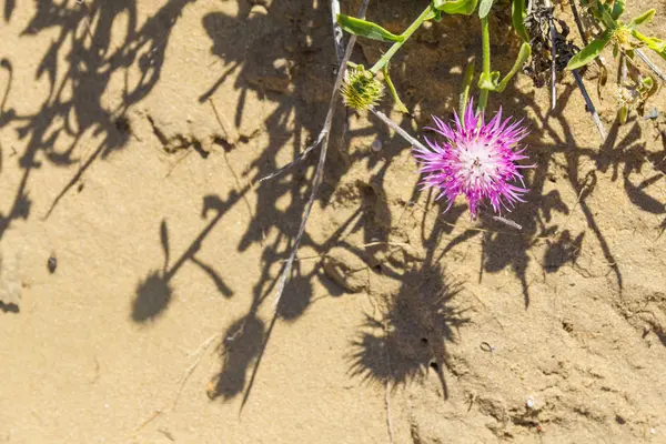 在小道的紫花, 阿尔耶祖尔 — 图库照片