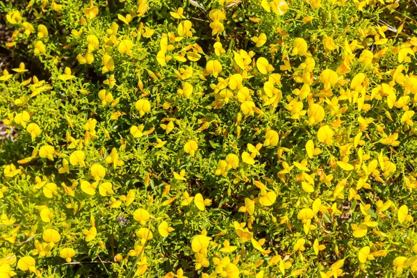 黄色的花和植被的葡萄牙语 — 图库照片