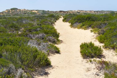 İz, kum ve Arrifana bitki örtüsü