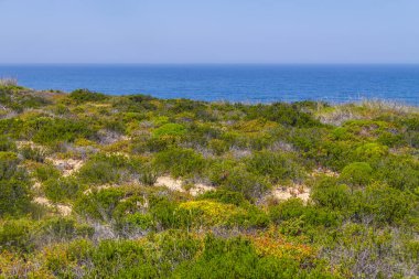 Çiçek, okyanus ve Arrifana bitki örtüsü