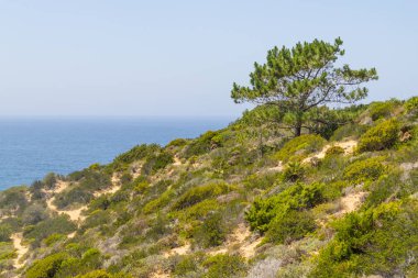 Ağaç ve bitki örtüsü üzerinde Arrifana kayalıklardan