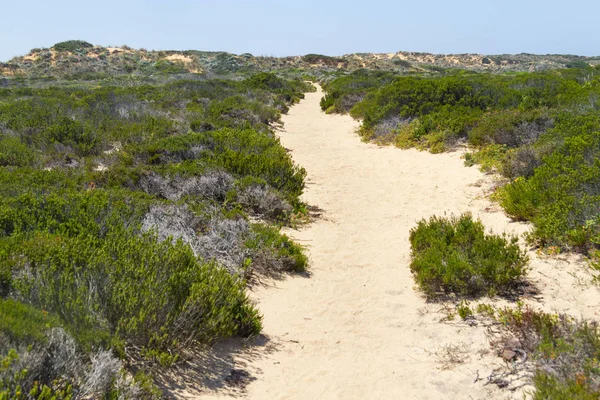 İz, kum ve Arrifana bitki örtüsü