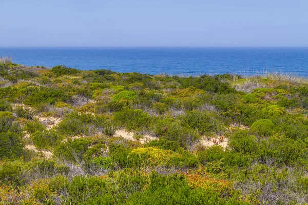 Çiçek, okyanus ve Arrifana bitki örtüsü