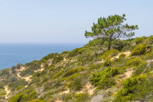 Ağaç ve bitki örtüsü üzerinde Arrifana kayalıklardan