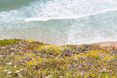 Çiçekler, plaj ve dalgalar halinde Arrifana
