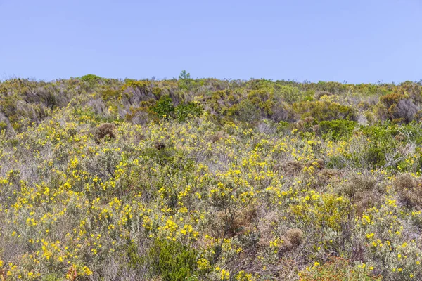 Żółte kwiaty i roślinności w Arrifana — Zdjęcie stockowe