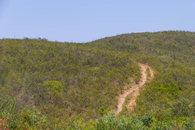 İz ve Arrifana bitki örtüsü