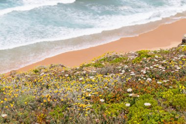 Çiçekler, plaj ve dalgalar halinde Arrifana