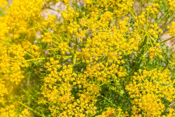 黄色的花和植被的葡萄牙语 — 图库照片