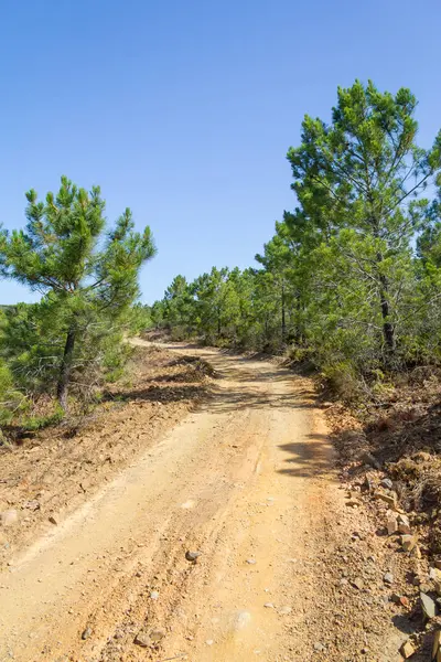 İz ve Arrifana ağaçlarda