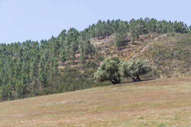 Dağ Sobreiro ağaçlar ve bitki örtüsü ile iz
