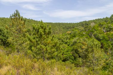 Çam ormanı ve bitki örtüsü