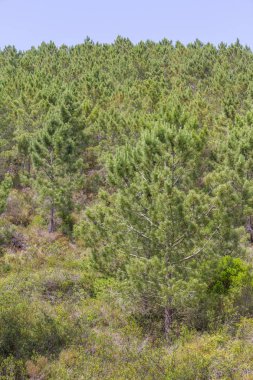 Çam ormanı ve bitki örtüsü