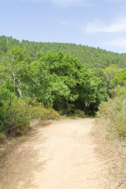 Bir dağ orman ve bitki örtüsü ile iz
