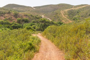 Bir dağ orman ve bitki örtüsü ile iz