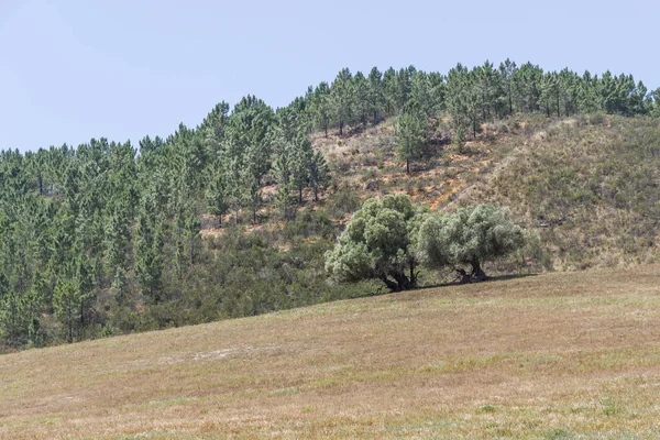 Sendero a la montaña con árboles Sobreiro y vegetación — Foto de Stock