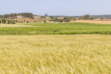 Buğday ve üzüm plantasyon içinde potuguese çiftlikleri
