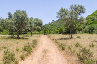 Gölge ve yol Portekizce grubundaki Sobreiro ağacıyla