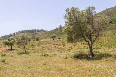 Portekizce kümesindeki gölge ile Sobreiro ağacı