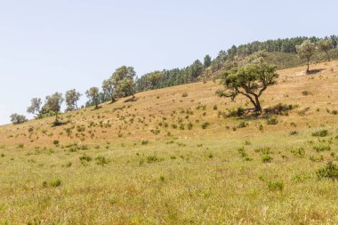 Portekizce kümesindeki gölge ile Sobreiro ağacı