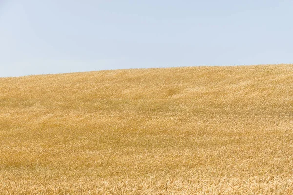 Wheat plantation in potuguese farm