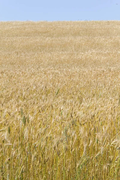 Wheat plantation in potuguese farm