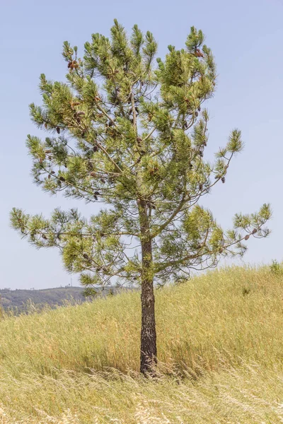 Pine tree in the middle of plantation in potuguese farm — Stock Photo, Image