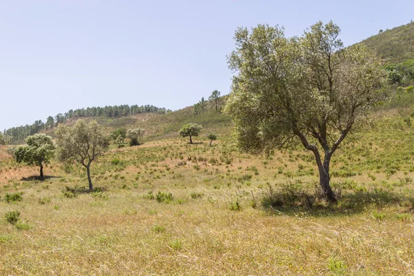 Portekizce kümesindeki gölge ile Sobreiro ağacı