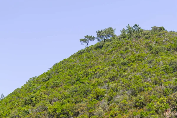 山中的索布雷罗树和植被 — 图库照片