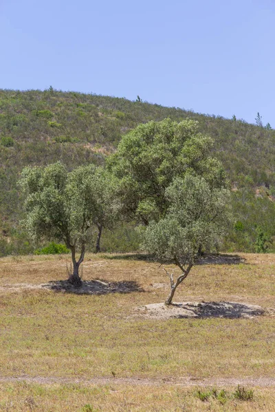 Sobreiro Baum mit Schatten in einem portugiesischen Bauernhof — Stockfoto