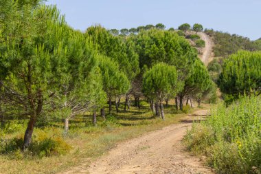 Ajezur çam ormanı, dağ ve bitki örtüsü ile yolda