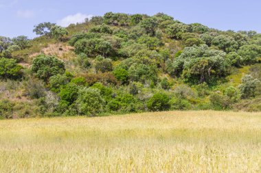 Buğday ekimi, orman ve dağ Aljezur içinde