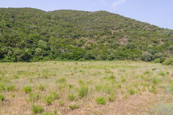 Bitki örtüsü, dağ ve orman Carrapateira içinde