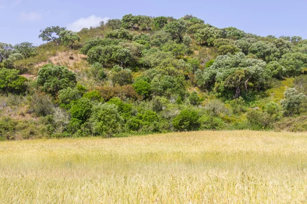 Buğday ekimi, orman ve dağ Aljezur içinde