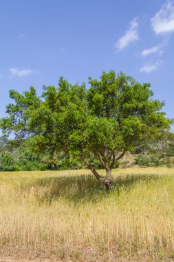 Aljezur grupta ağacında Cork