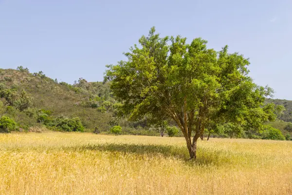 Aljezur grupta ağacında Cork