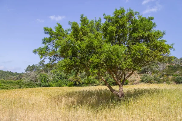 Cork drzewa w farmie w Aljezur — Zdjęcie stockowe