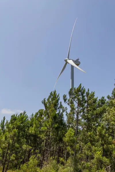 Wind farm and pine forest in Aljezur — Stock Photo, Image