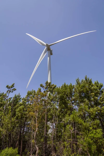 Wind farm and pine forest in Aljezur