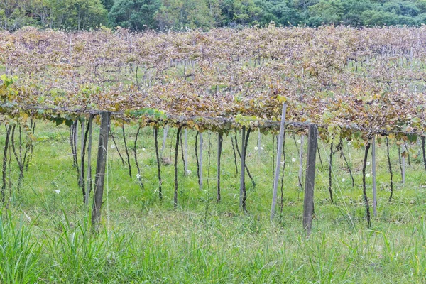 Виноградники Грамадо — стоковое фото