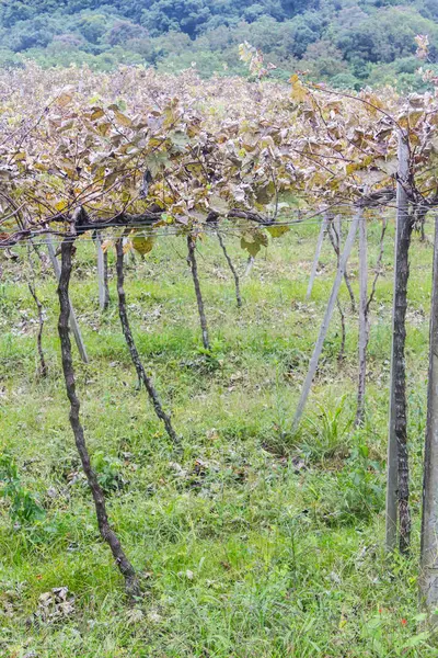 Vinrankor i Gramado — Stockfoto