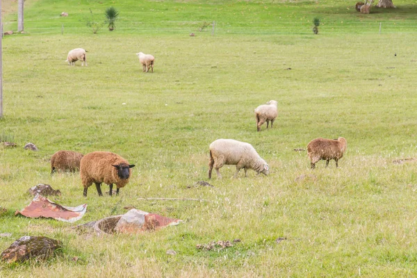Овцы на ферме в Грамадо — стоковое фото
