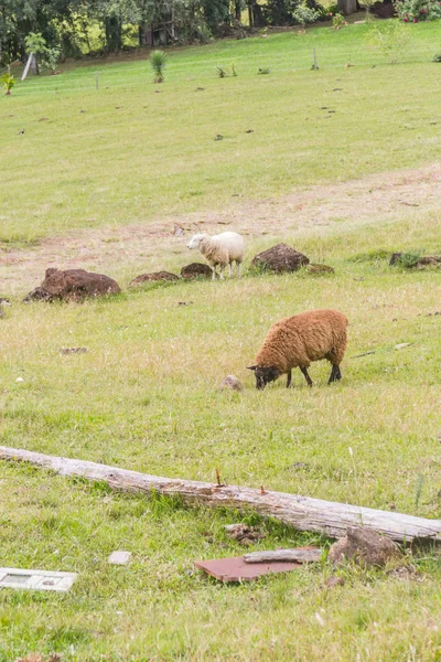 Koyunları Gramado grupta içinde — Stok fotoğraf