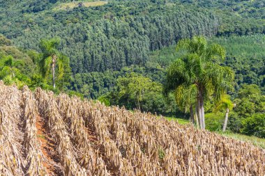 Orman, dağlar ve plantasyon içinde Gramado